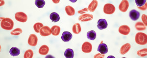 representação gráfica dos glóbulos sanguíneos