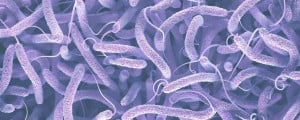 Ilustração 3D da bactéria Vibrio cholerae, causadora da cólera.