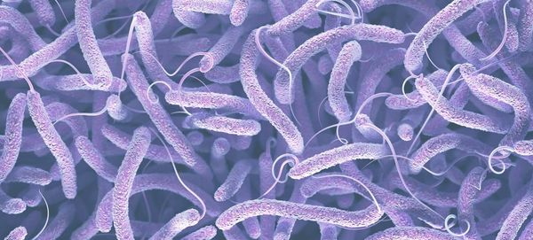 Ilustração 3D da bactéria Vibrio cholerae, causadora da cólera.