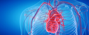 Imagem computadorizada em fundo azul do interior do corpo humano dando ênfase para o coração.