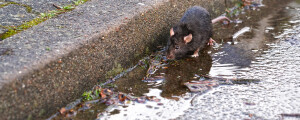 Rato em água de esgoto