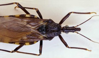 O babeiro é o principal inseto vetor da doença de chagas - Créditos: MichaelSchoenitzer