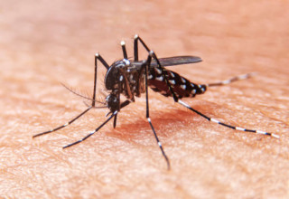 Dengue pode levar à morte se não tratada e repetitiva - Foto: Shutterstock