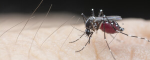 mosquito da dengue pousado em pele humana