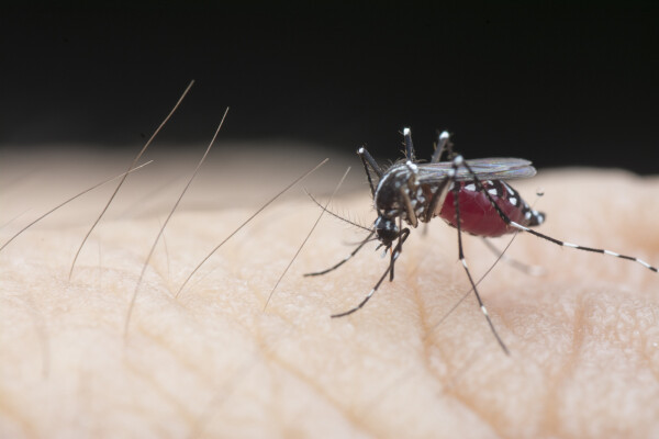 mosquito da dengue pousado em pele humana