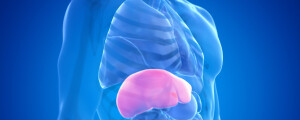 Ilustração de um fígado no corpo humano