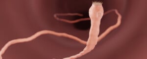Ilustração que mostra verme tênia em tom rosado no intestino humano.