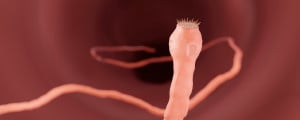 Ilustração 3D do parasita tênia, causador da cisticercose.