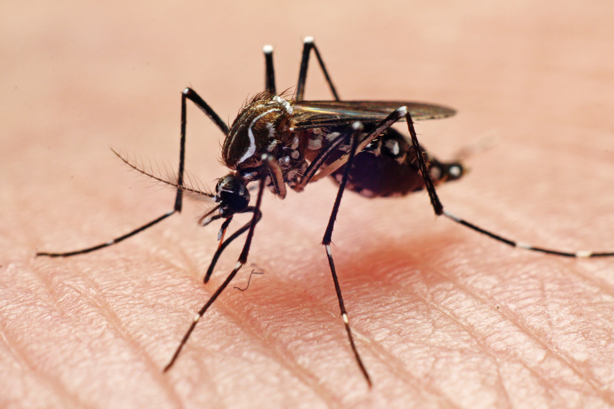 Dengue: sintomas, tratamento e transmissão - Minha Vida