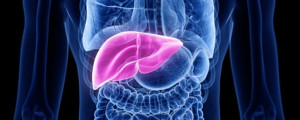Ilustração de um fígado
