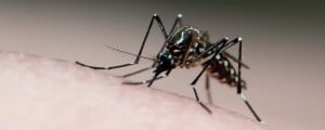 Foto do Aedes aegypti, mosquito transmissor da edengue e chikungunya