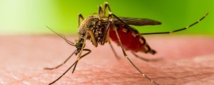 Mosquito transmissor da febre do nilo ocidental