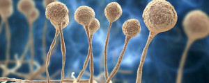 Ilustração 3D de fungo causador da mucormicose