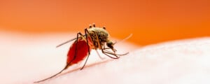 Mosquito palha transmissor da leishmaniose