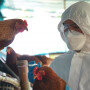 Gripe aviária
