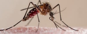 Malária é transmitida por mosquitos Anopheles