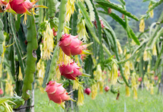 Pé de pitaya deve ser plantado em local aberto - Foto: Shutterstock
