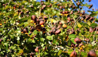 Óleo de Copaíba é extraído da planta Copaífera multijuga - Foto: NANCY AYUMI KUNIHIRO/Shuttertstock