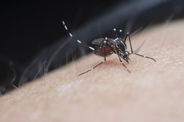 mosquito da dengue pousando em pele humana