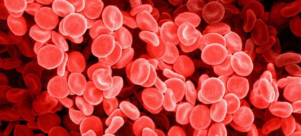 Ilustração dos linfócitos no sangue: várias células arredondadas de cor vermelha e aglomeradas