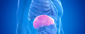 Ilustração em 3D dos membros superiores do corpo humano, com destaque para o fígado