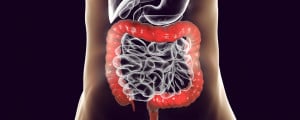 Ilustração de intestino grosso
