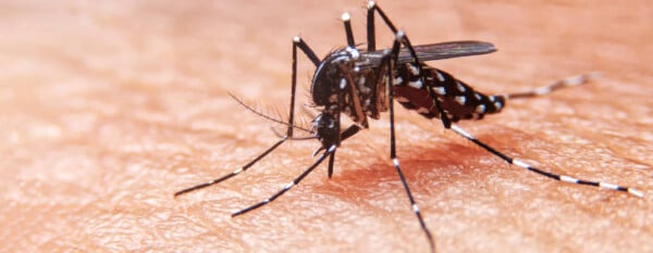 Aedes aegypti, mosquito transmissor da dengue, picando a pele de uma pessoa